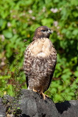 Red-Tailed Hawk
