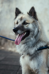 beautiful white dog posing for the camera, in profile while having his tongue out
