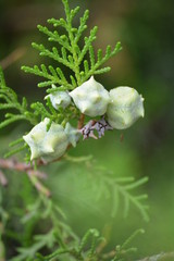 plant in the garden