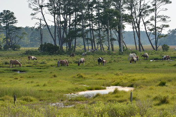 Wild horses on Assateague Island near Chincoteague, Virginia