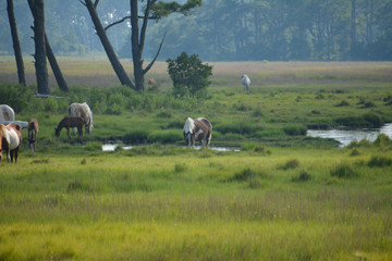 Wild horses on Assateague Island near Chincoteague, Virginia