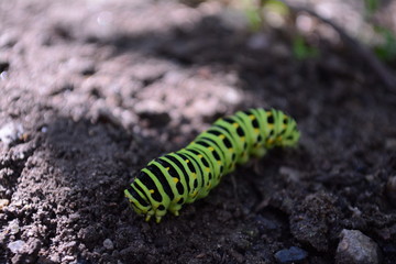 caterpillar on a leaf