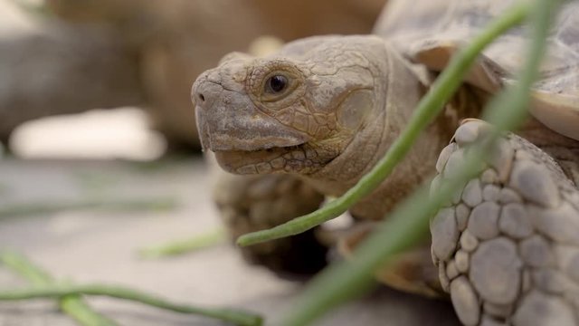 adult turtle is eating green beans