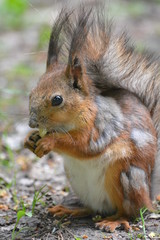 squirrel eating nut