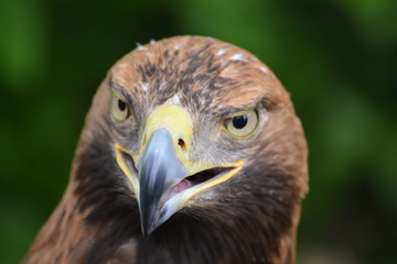 portrait of an eagle