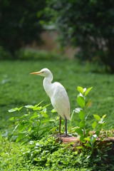 great blue heron