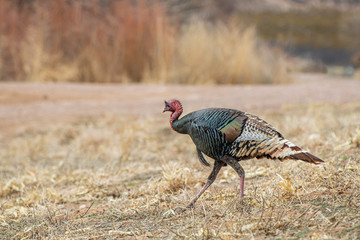 Wild turkey in field