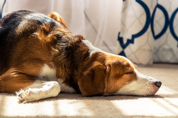 Large beagle hound mix napping indoors by the window. Close up view. - Powered by Adobe