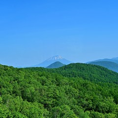 Fototapeta premium 羊蹄山と新緑のコラボ＠北海道