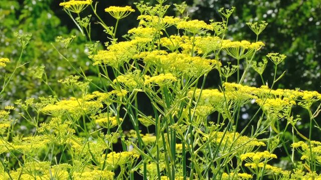 Dill odorous herb video sketching close-up shot on a bright sunny day captured using zoom and camera movement