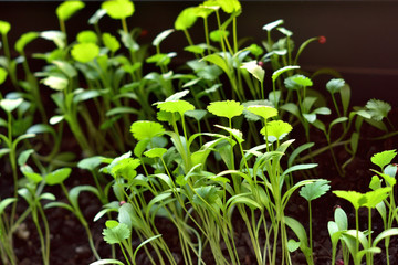green plant in a pot