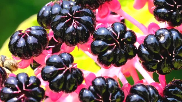 Lakonos or Phytolacca, (greasy grass, Jewish ivy, lentils, pokeberry) ripening berries video sketching close-up shot on a bright sunny day captured using zoom and camera movement macro
