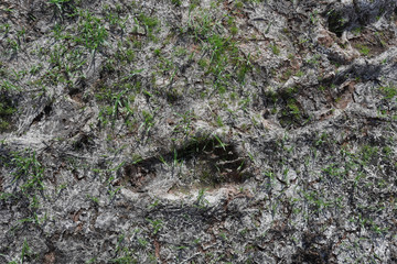 an old foot print with some small growing plant.