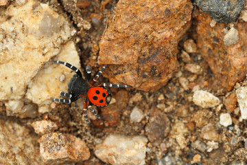 walking spider  on stone
