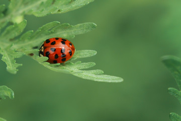 ladybug on green leaf