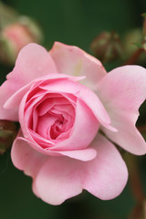 pink rose in garden