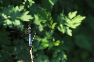 blue dragonfly on a branch