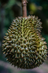 Naklejka na ściany i meble Durian tree, Fresh durian fruit on tree