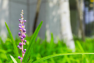 Grass flower in the garden