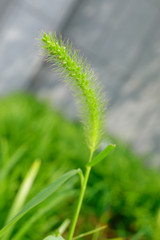 Grass flower in the garden
