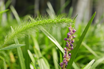 Grass flower in the garden