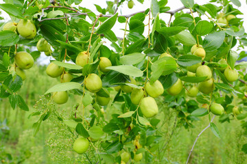 green jujube fruit on the jujube tree in the garden, South Korea.