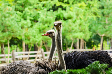 Ostrich's head in the garden