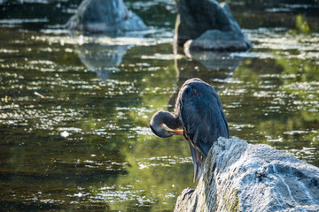 portrait of one great blue heron standing on the rock in the pond cleaning its feather on a sunny morning 