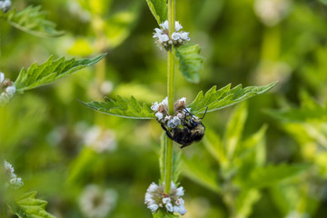 one bumble bee pollinating on little white flowers on the long branch in the park