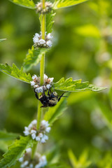 one bumble bee pollinating on little white flowers on the long branch in the park