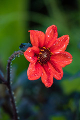close up of a red flower blooming under the shade in the park with water drops on its petals.