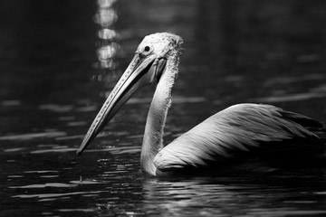 pelican