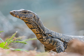 water monitor