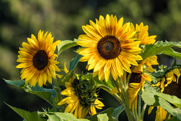 beautiful yellow sunflowers blooming in the garden under the sun  with blurry green background