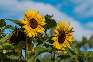 beautiful yellow sunflowers blooming in the garden under the sun  with blurry  blue sky background