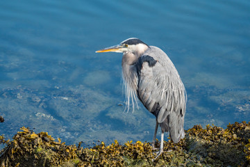 one great blue heron resting under the sun on the rocky shore line near the river on a sunny day