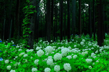 もりに咲く紫陽花