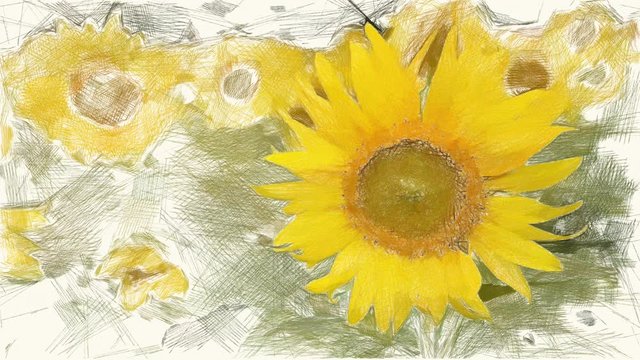 art drawing color of sunflower