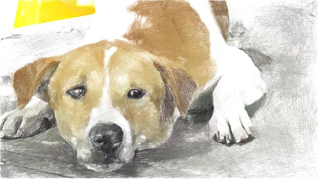 art drawing color of cute dog