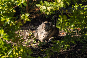 portrait of a cute brown wild cat sitting behind dense green bushes under the shade on a sunny day with its leg rise up  and ready to do some cleaning