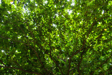 Fototapeta na wymiar Bottom view of trees, branches, lush green leaves