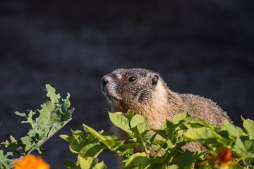 Naklejka na ściany i meble a close up portrait of a cute brown ground hog standing behind green leaves of tomatoes in the garden under the sun looking around