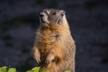 a close up portrait of a cute brown ground hog standing behind green leaves in the garden under the sun looking around - 279731364