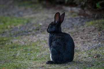 a side portrait of a black rabbit sitting on grassy ground under the shade