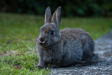 portrait of cute grey bunny laying on green grass field under the shade
