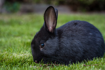 close up portrait of an adorable black bunny eating on green grass field while staring at you under the shade