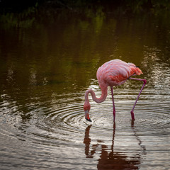 Flamingo in pond in Isla Isabela of the Galapagos Islands