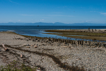 dry rocky coast covered with green algae and few Rotten wooden piers with a shallow water way run into the ocean under blue sky on a sunny day