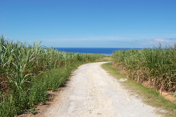 快晴の空と海に続く田舎の一本道