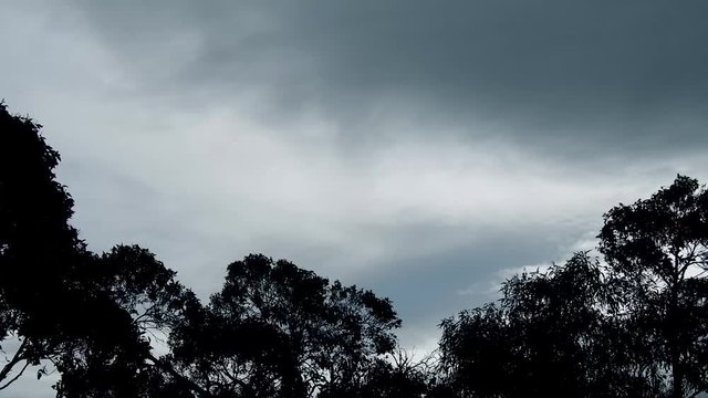 Storm Clouds Roll Over Silhouette Tree Top